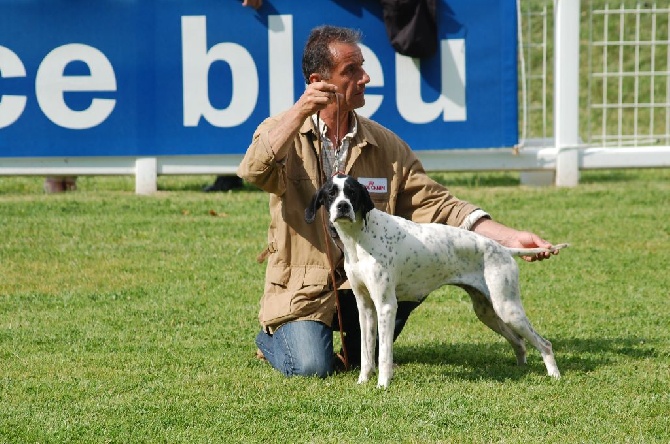 de la perdrisette - NATIONALE D'ELEVAGE POINTERS 2014