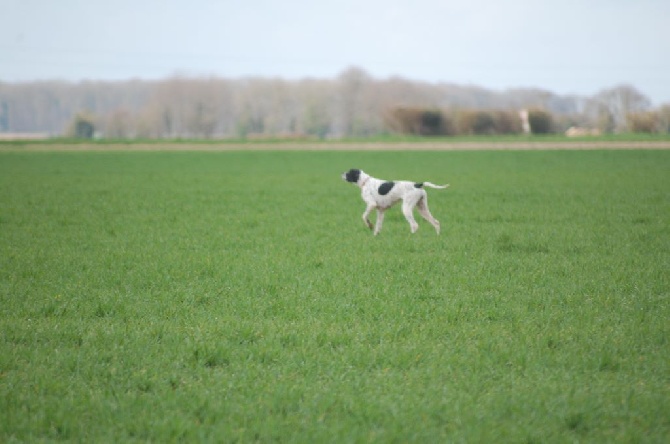 de la perdrisette - DERBY DES POINTERS