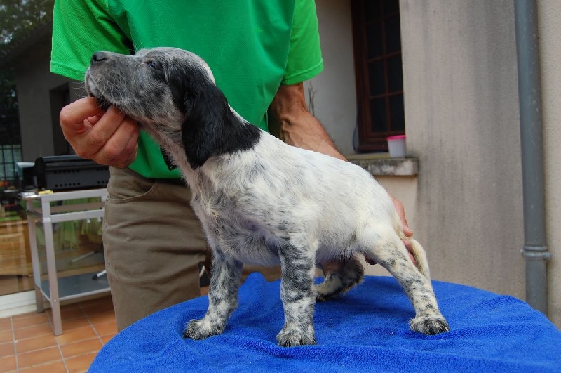 de la perdrisette - Chiots disponibles - Setter Anglais