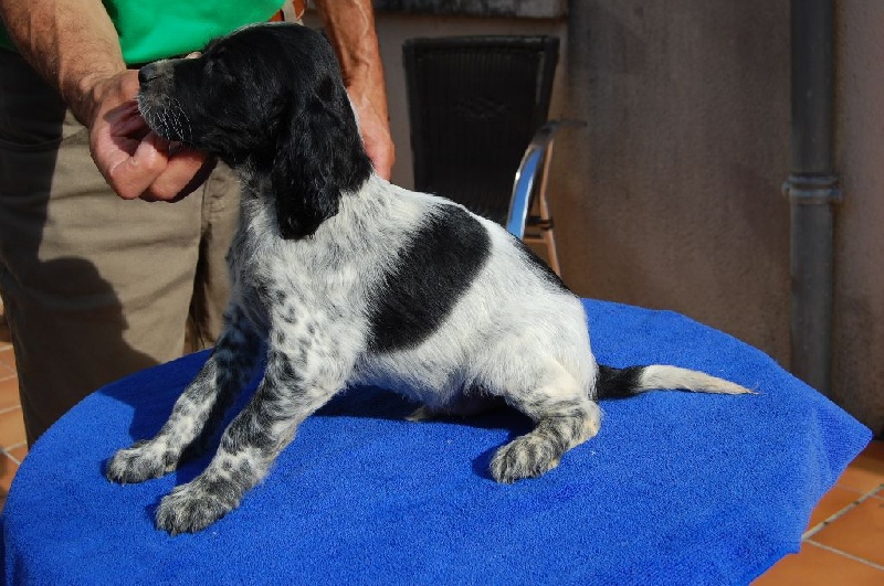 de la perdrisette - Chiots disponibles - Setter Anglais