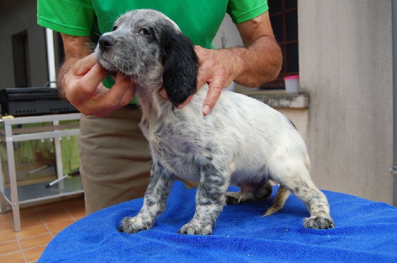 de la perdrisette - Chiots disponibles - Setter Anglais